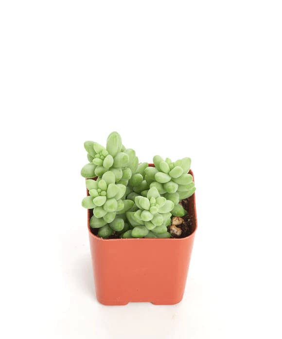 Sedum Morganianum (Burro’s Tail)