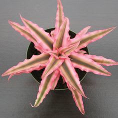 Starfish Plant (Cryptanthus bivittatus)