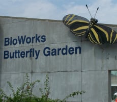 Bioworks Butterfly Garden, Museum of Science and Industry