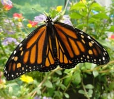 The Butterfly House at Churchville, Bucks County, Pennsylvania