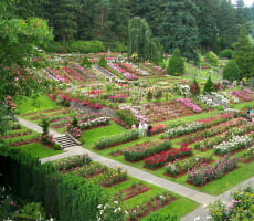 International Rose Garden