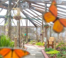 Panhandle Butterfly House