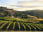 Borossa Valley