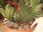 Stapelia Leendertziae forma Cristata