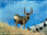 Utah Mule Deer