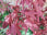 Acer palmatum Red Emperor