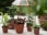 Various plants