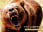 Yellowstone Grizzly Bear Roaring