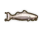 Boofhead Catfish