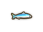 Anchovy