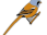Bearded Tit 1