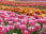 Tulip farms - Tasmania