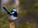 Superb Fairy-wren