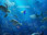 Finding Dory