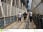 Walk the Manhattan Bridge