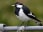 Magpie-lark