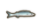 Barracuda