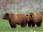 Grizzly Bear Pair