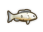 Barcoo Grunter