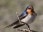 Welcome Swallow