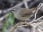 White-browed Scrubwren