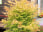 Acer palmatum Bi-hoo