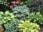Mixed Hosta Perennials Great Hardy Shade Plants