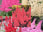 Mixed Astilbe Value Bag