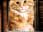 Dewey: The Small-Town Library Cat Who Touched the World