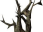 Canis Root