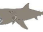 Basking Shark