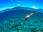 Snorkeling