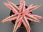 Starfish Plant (Cryptanthus bivittatus)