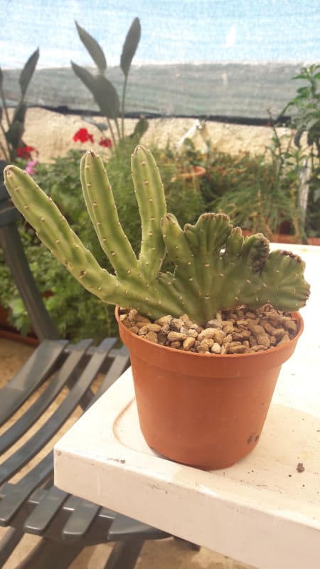 Stapelia Leendertziae Forma Cristata