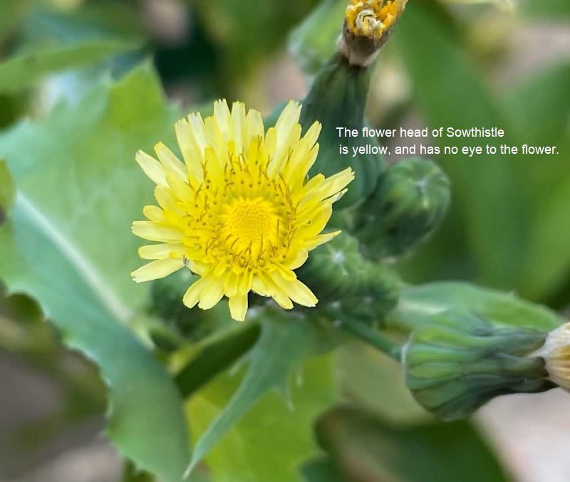 The Top 8 Turf Weeds most likely to develop herbicide resistance