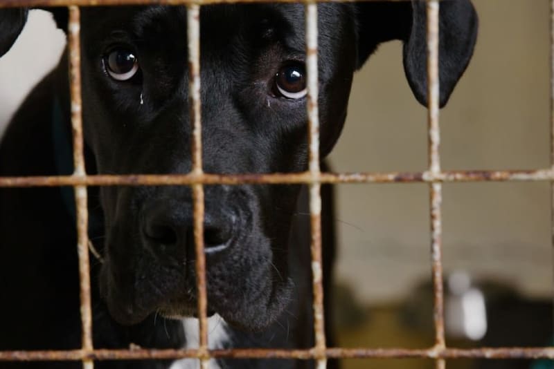 Volunteer at a local animal shelter and help take care of the animals.