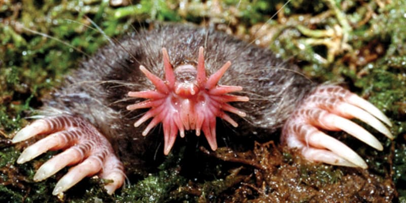 Star-nosed mole