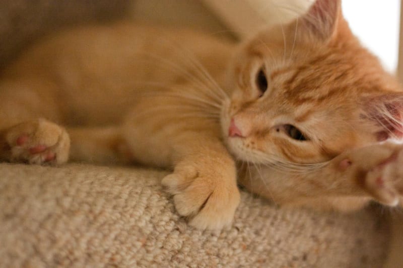 Top 5 Subtle Changes That Could Indicate FIP in Cats