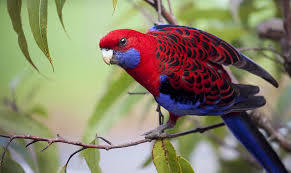Crimson Rosella