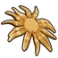 Sunflower Seastar