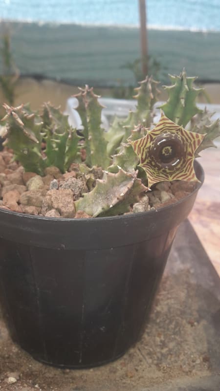 Huernia Zebrina