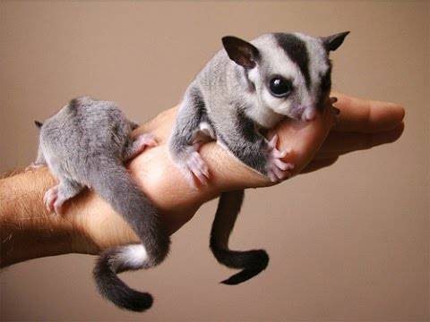 Sugar Gliders