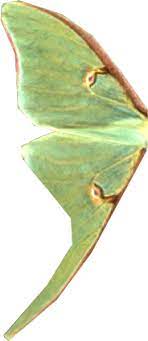 Luna Moth Wing