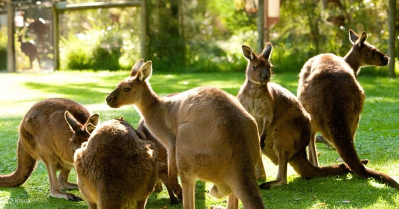Visit the Healesville Sanctuary