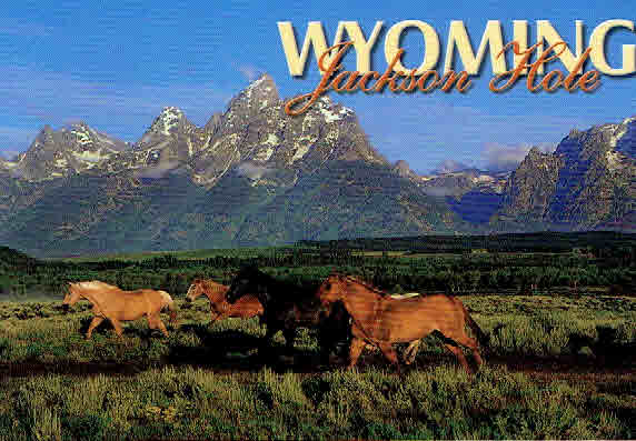 Grand Teton Horses