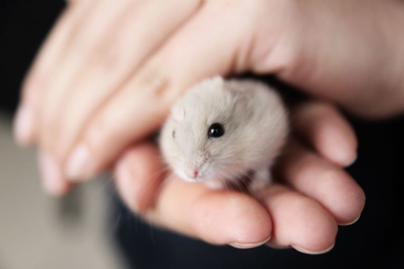 Chinese Hamsters