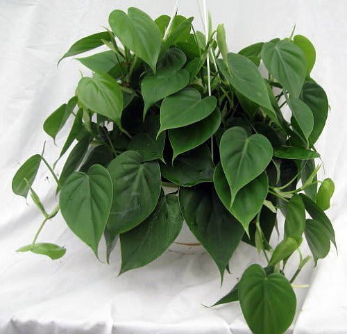 Heart Leaf (Philodendron scandens)