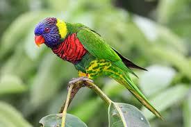 Rainbow Lorikeet