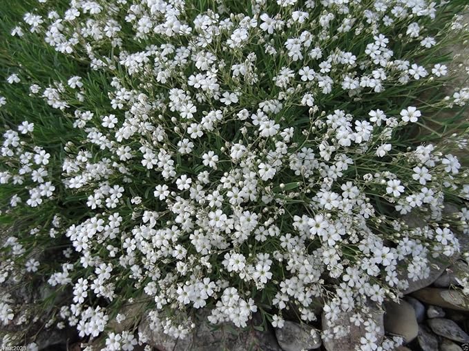 Dwarf Baby's Breath