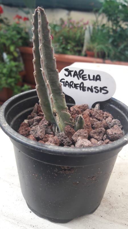 Stapelia Gariepensis